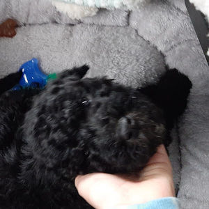 Meet your Posher, Emma